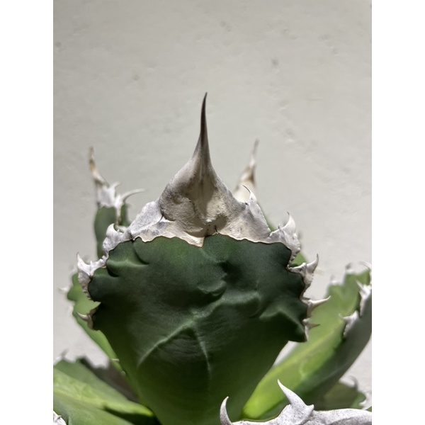 AGAVE TITANOTA 強白棘 検索 SAD 白犀牛