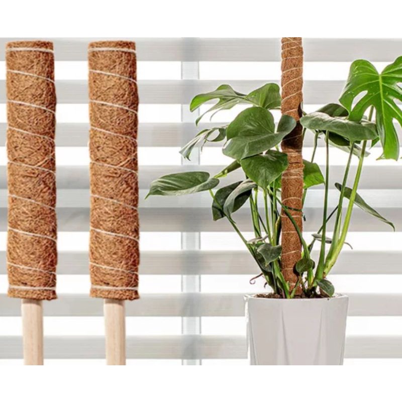 熊貓購物 椰棒 植物攀爬 買5送1 椰柱 椰纖柱 支撐架 可串接/爬藤/攀爬/龜背芋/山烏龜/蔓綠絨 椰纖棒