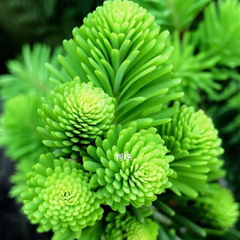 蓮花座八房松盆栽庭植優美樹 蝦皮購物