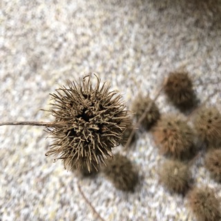 楓香乾燥種子果實拍照道具花圈材料採集森林風zakka 植物標本攝影背景 蝦皮購物