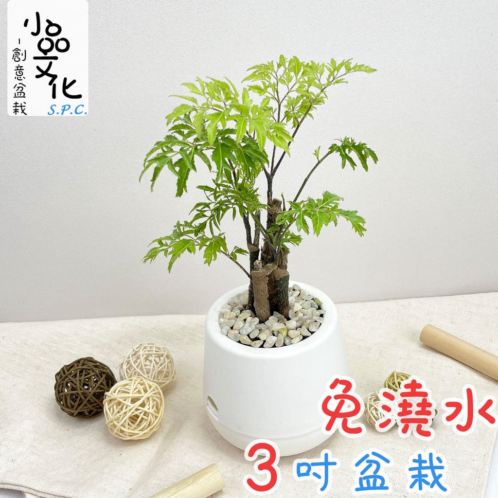 【小品文化】羽葉福祿桐【現貨】3吋雪胖盆 懶人盆栽 加水更方便 觀葉植物 室內植物 自動吸水 水培 創意花盆 居家辦公