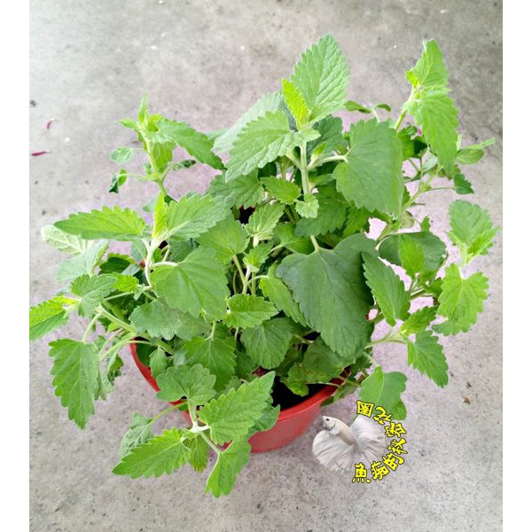 5吋盆 貓薄荷盆栽貓大麻貓咪吃到會興奮 活體香草植物盆栽 可食用 料理或泡茶 半日照佳 先確認有沒有貨 蝦皮購物
