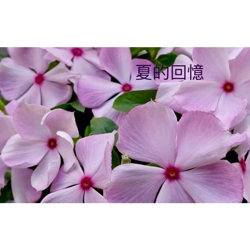夏的回憶 日日春新品種 花夢坊 裸根寄送 四季花 風水花 蝦皮購物