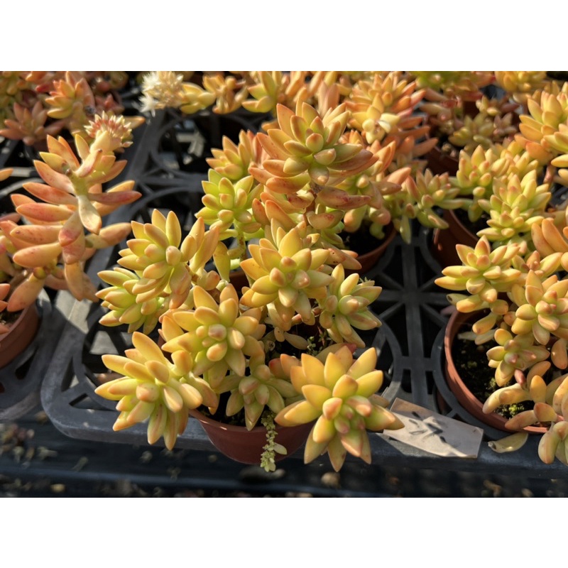 多肉好好買多肉植物原始銘月 蝦皮購物