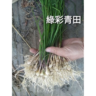 蕗蕎的價格推薦 22年2月 比價撿便宜