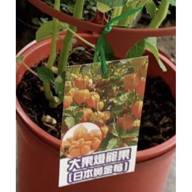 卉迎園藝 大果燈籠果黃金莓苗6吋盆 超商一箱可以裝兩棵