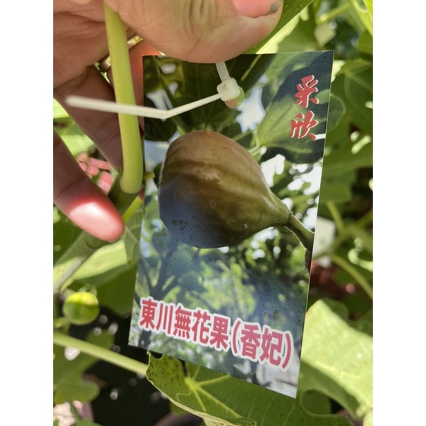 霏霏園藝 東川無花果(香妃)新品種。大果。產量豐富。 8吋盆高度70公分以上 一棵特價280元原價450元