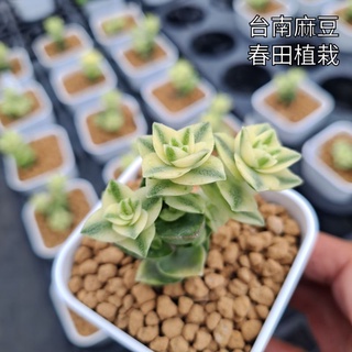 南十字星錦 優惠推薦 22年8月 蝦皮購物台灣