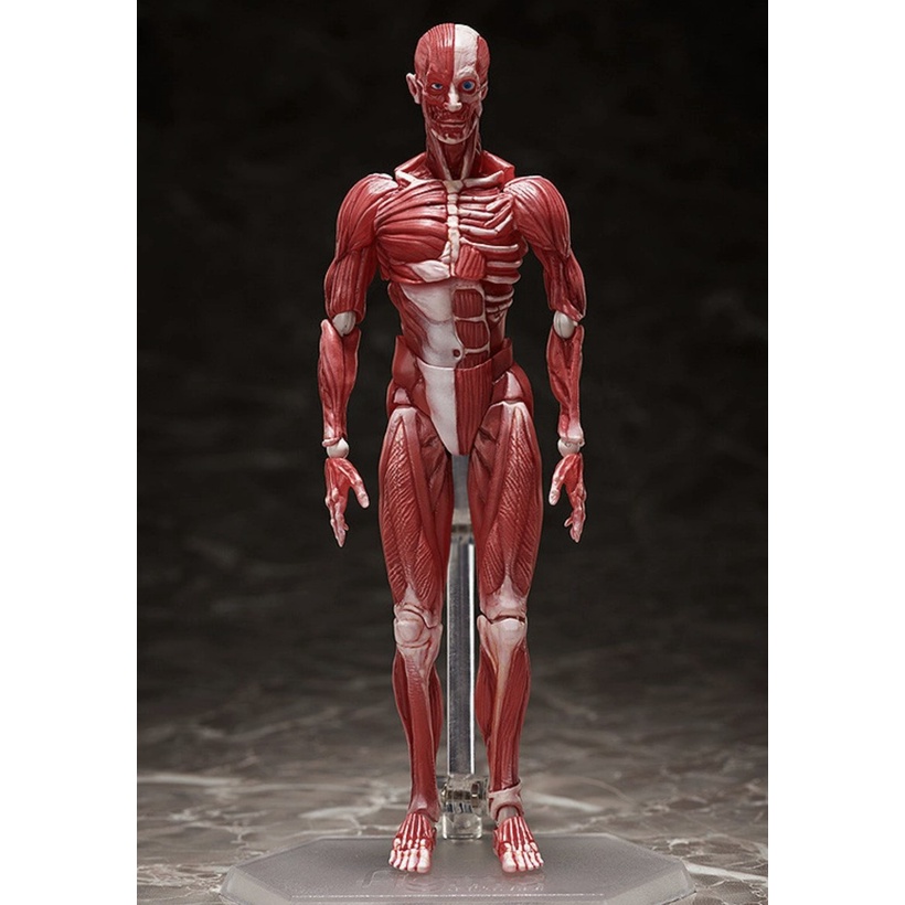 figma 人體模型的價格推薦- 2025年7月| 比價比個夠BigGo
