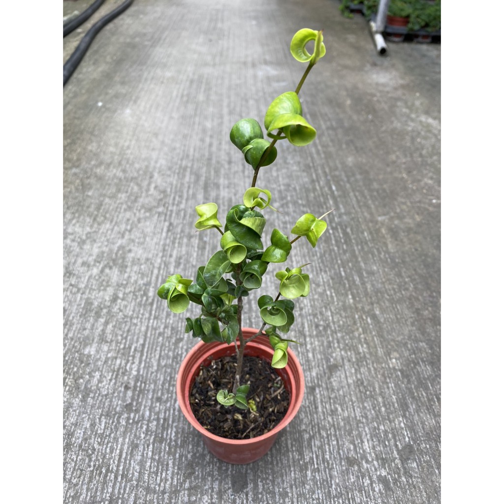 植系青屬 捲葉榕 稀疏 觀葉植物 三吋盆 蝦皮購物