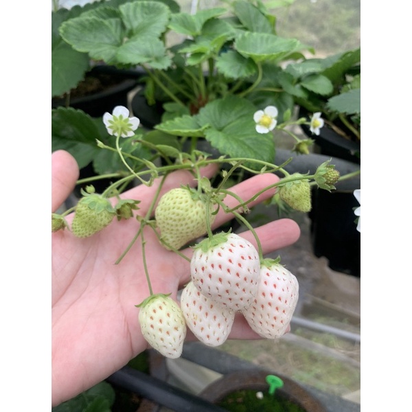 自育3寸小雪白草莓苗（非實生苗）照片為園裡實體照