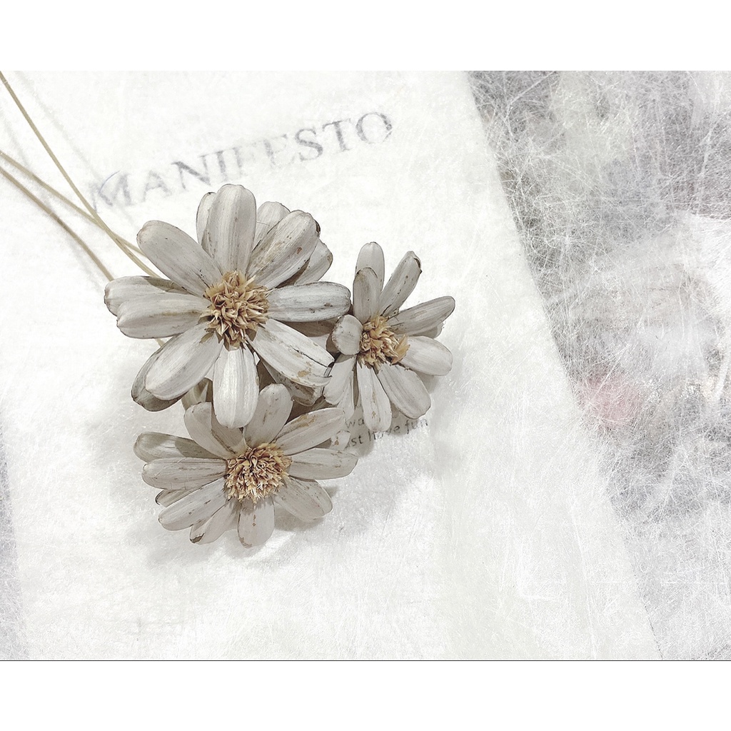 夏 花charice Flora 乾燥花 乾燥花材 索拉花 瑪格麗特 瓜子花 通草花 手工花 手作素材 乾燥花素材 蝦皮購物