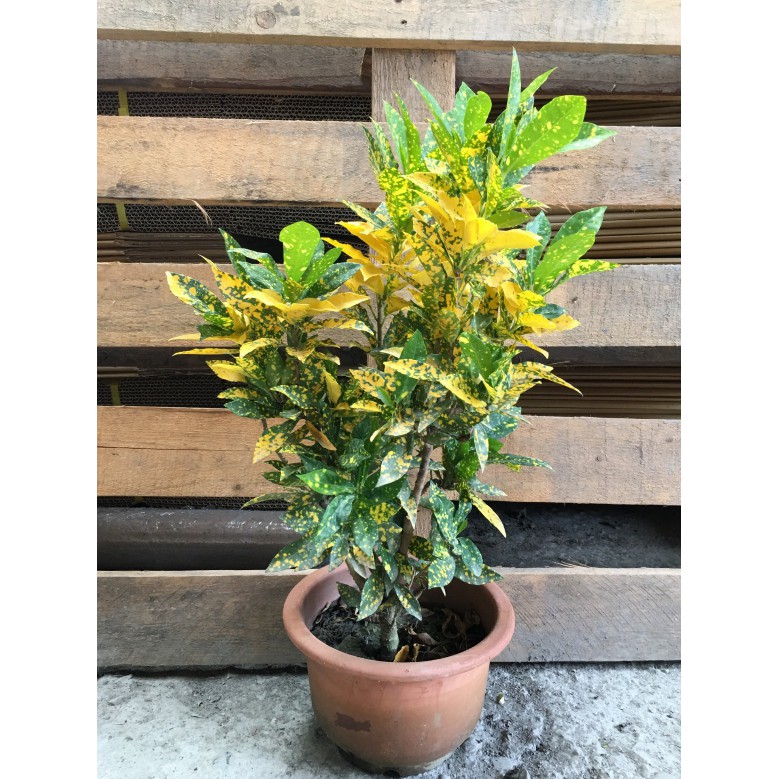 花囍園 圍籬觀賞植物 灑金變葉木 片狀 大戟科 葉斑千變萬化 6吋高約25 30cm 售125特價100 蝦皮購物