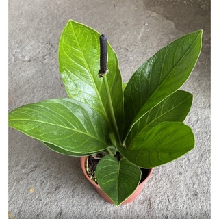 心栽花坊 富貴花燭 1尺盆 綠化植物 室內植物 觀葉植物 售價10特價1000 蝦皮購物