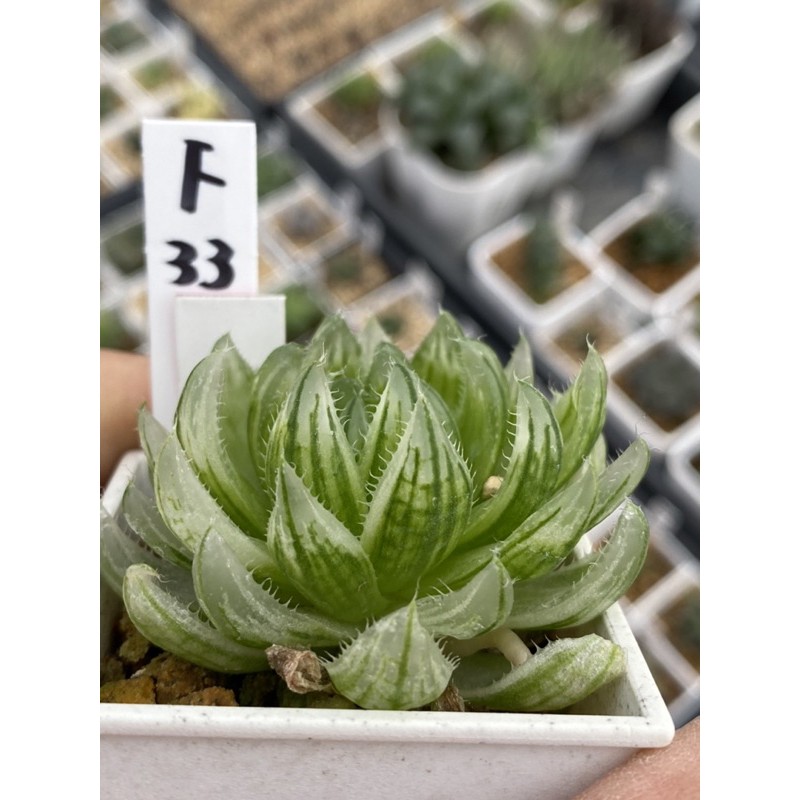 Haworthia ハオルチア櫻水晶オブツーサ錦 蝦皮購物
