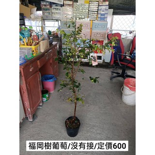 霏霏園藝 日本福岡樹葡萄特價一棵80元原價700元出清