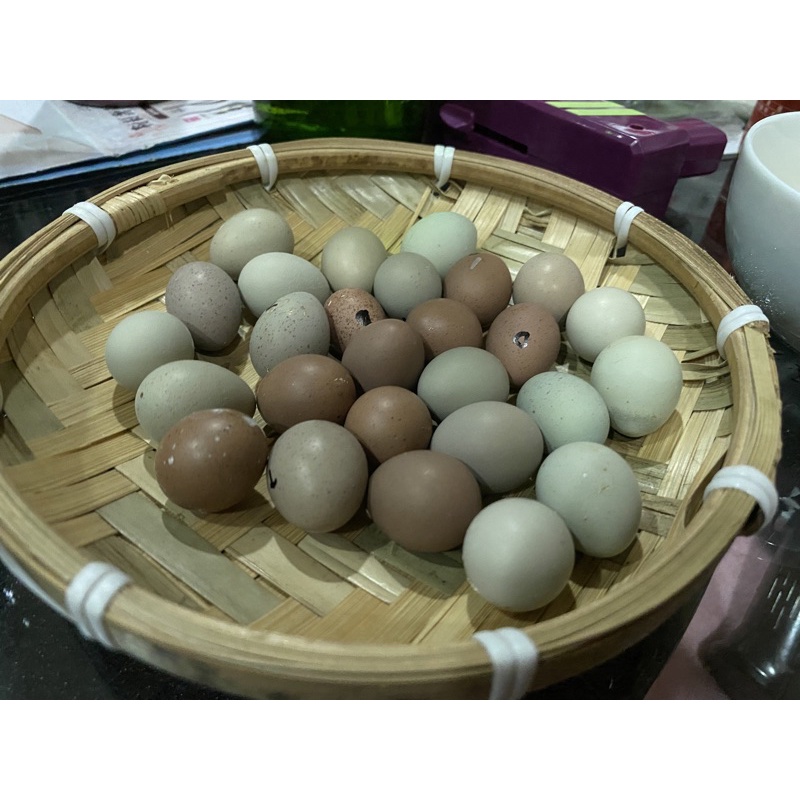 「新鮮受精蛋」迷你雞 蘆丁雞 受精卵 受精蛋  可孵出小雞的蛋 迷你雞(蘆丁雞)種蛋一顆 藍胸鶉 桂花雀 陽台雞 迷你雞