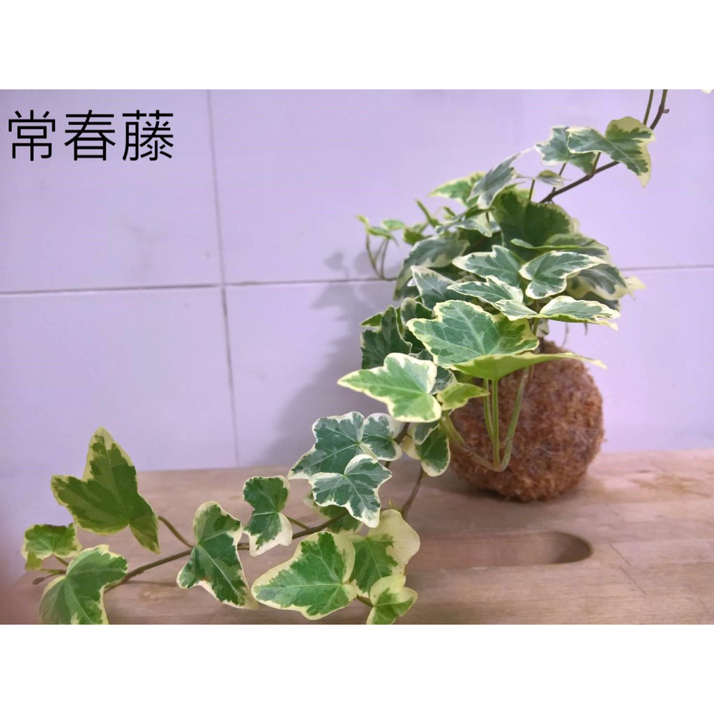 季節限定 苔球苔玉常春藤文竹心葉毬蘭幸運樹洞洞龜背芋斑葉毬蘭 蝦皮購物
