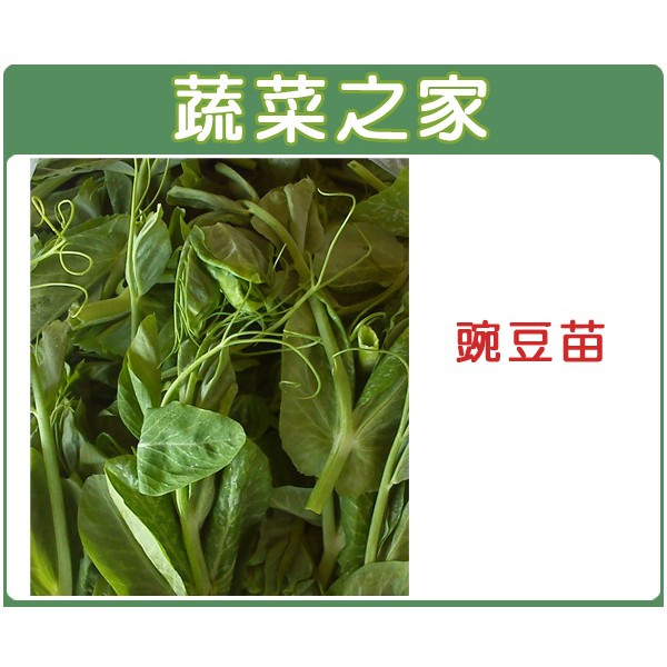 00e07 大包裝 豌豆苗 快炒店的豆苗菜 種子600克 蝦皮購物