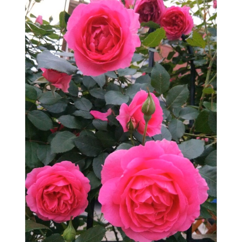 大遊行 蔓性玫瑰玫瑰薔薇月季三寸半苗自產自銷 蝦皮購物