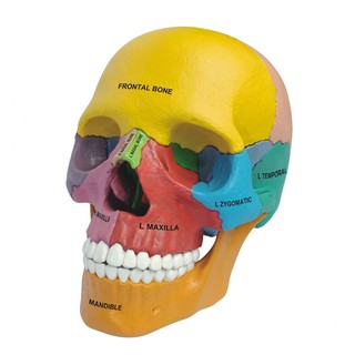 4D MASTER 益智拼裝玩具 彩色人體頭骨器官解剖模型 醫學教學模型