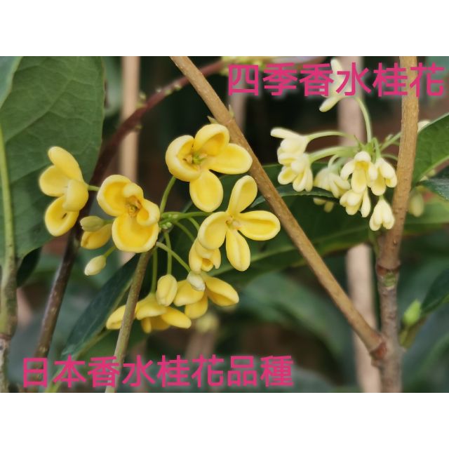 🏵️日本香水桂花🏵️開店迎客貴人，門口必備。天香台閣桂花，大花辦厚實持久，桂花之王，1顆抵2顆桂花。