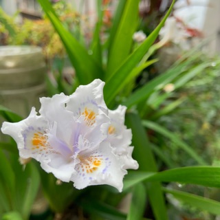 鳶尾花、白蝴蝶-花有淡淡香味、姿態優美、裸單株