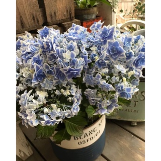 人氣推薦商品與線上折扣優惠 海芋の小屋 蝦皮台灣