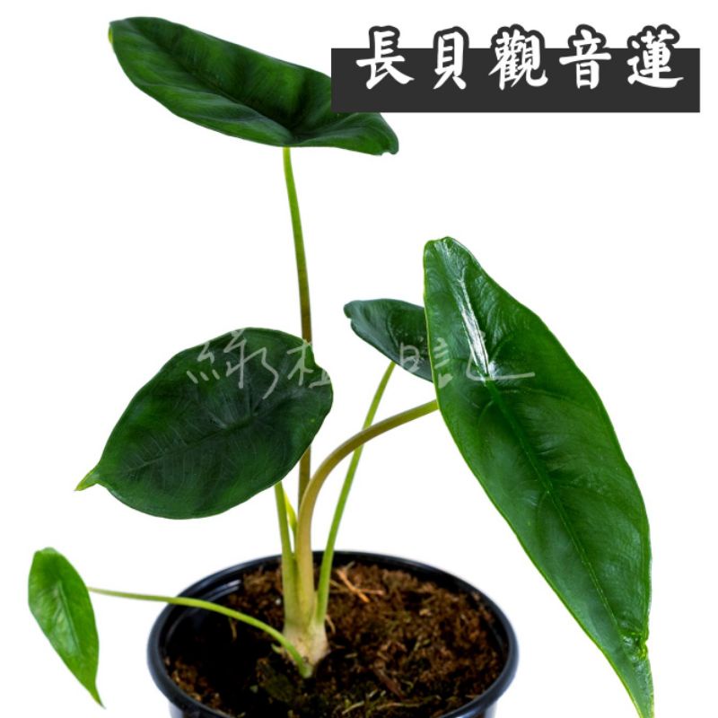 | 綠植日記 | 長貝觀音蓮/Alocasia venusta/觀葉植物/3吋