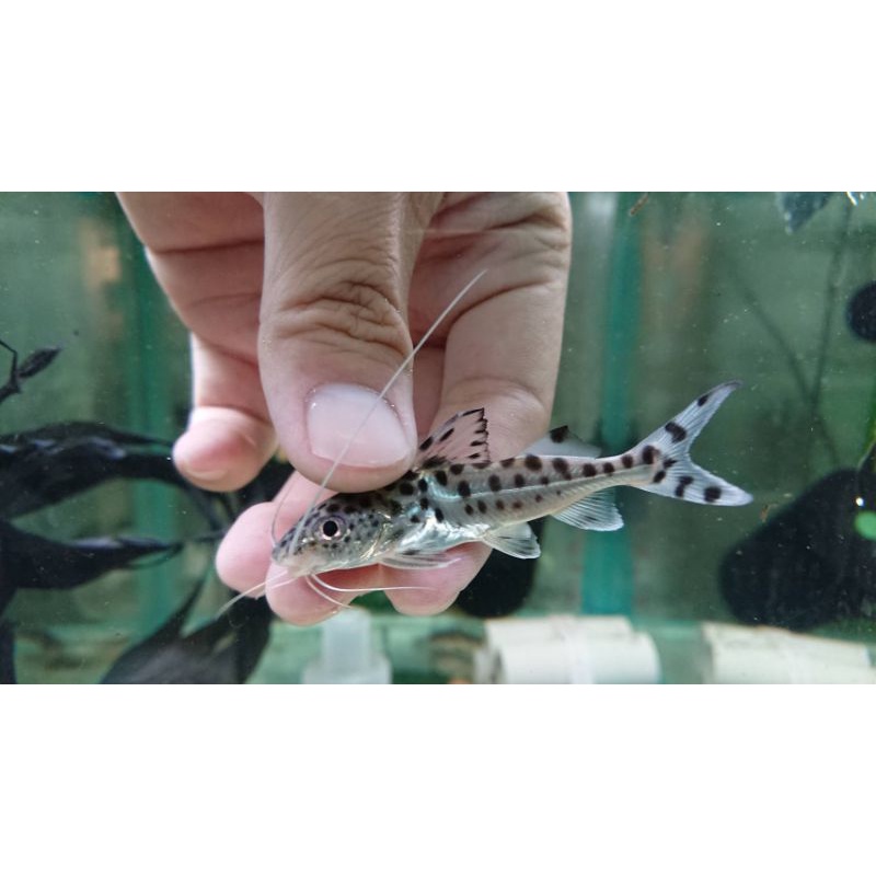 哥倫比亞豹貓豹貓鯰魚中型魚 蝦皮購物