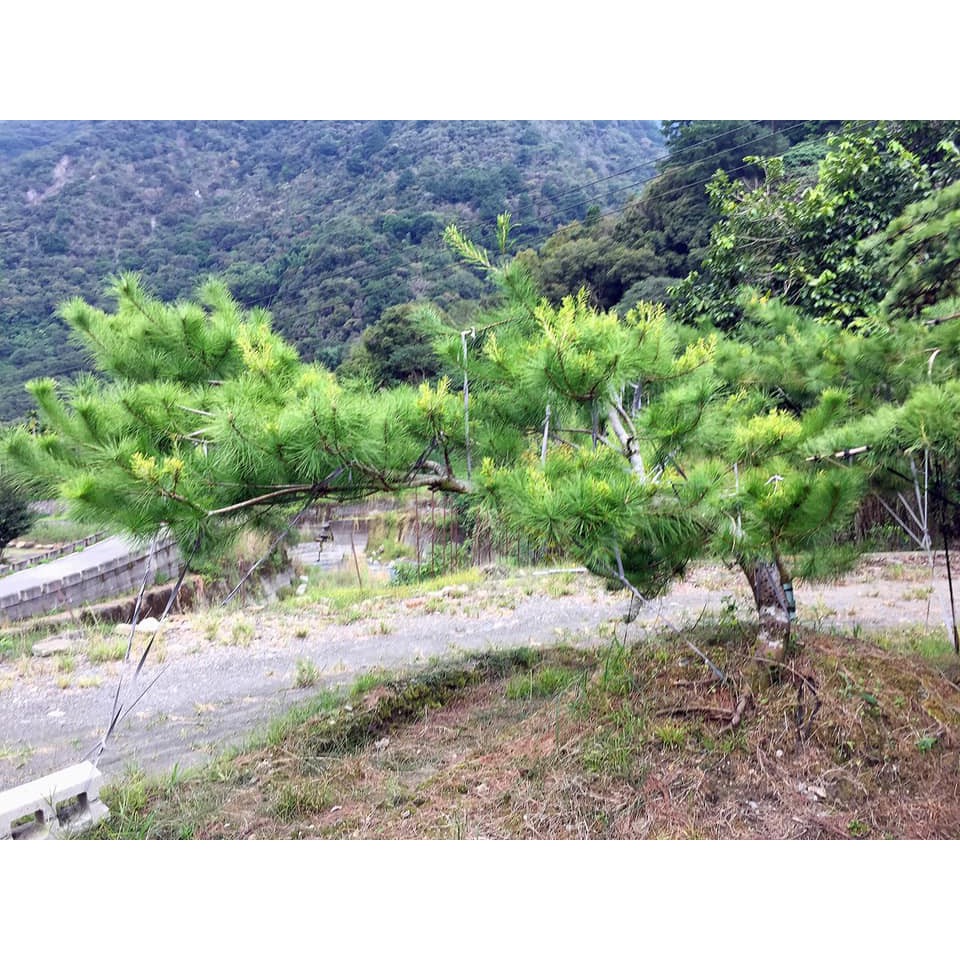 松雅園 五葉松 居家景觀樹 六 蝦皮購物