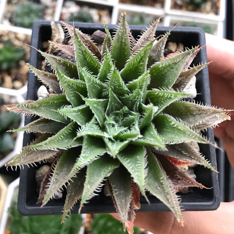 百合科多肉植物 Playmisty