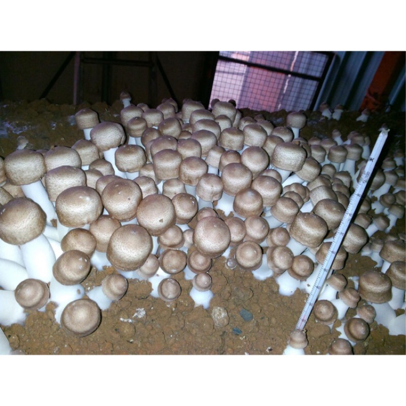 生鮮巴西蘑菇⭐️現貨開採中⭐️當天採當天寄/保證新鮮/品質優良/出口等級優良品/檢驗低於日本西德重金屬標準
