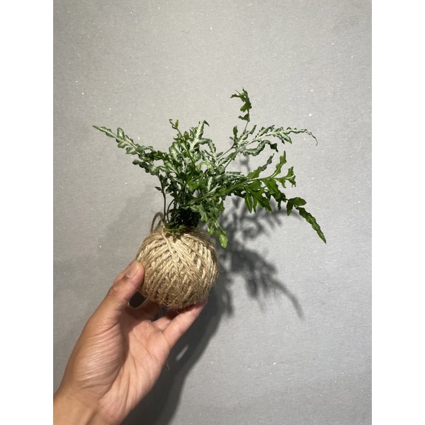 🍀苔球🍀鳳尾蕨、網紅植栽