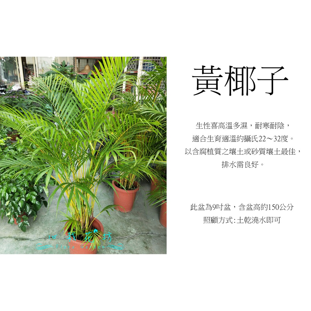 心栽花坊-黃椰子/椰子/9吋/觀葉植物/室內植物/綠化植物/售價650特價600