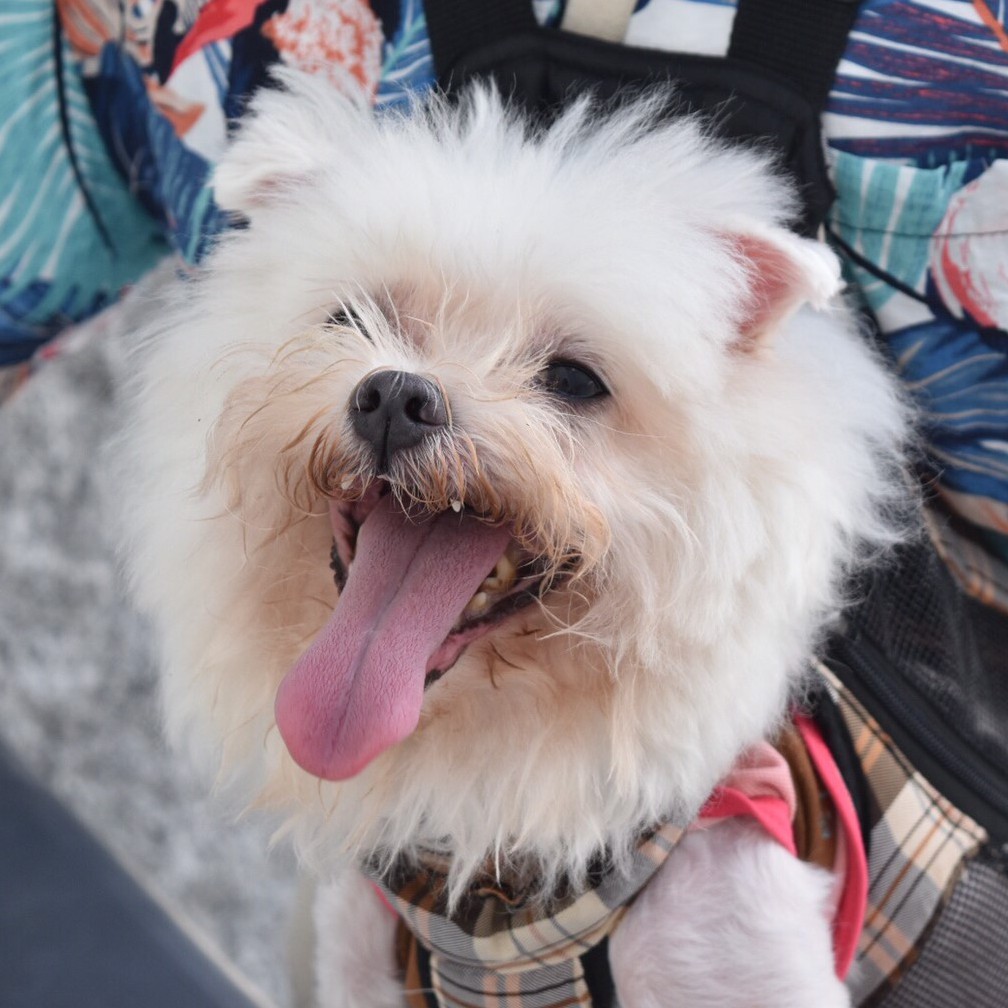 二手漫畫 墨攻作者 酒見賢一 劇本 久保田千太郎 作畫 森秀樹全集 1 11集 蝦皮購物