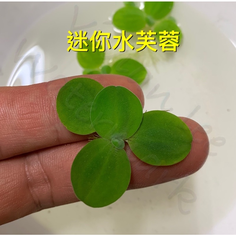 浮萍 優惠推薦 23年2月 蝦皮購物台灣
