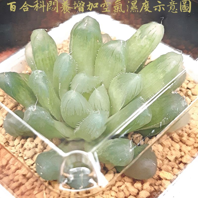 拂雲多肉植物 百合科悶養撥種增加濕度神器透明悶蓋加四吋萬用盆百合科增胖窗會更透亮整組販賣