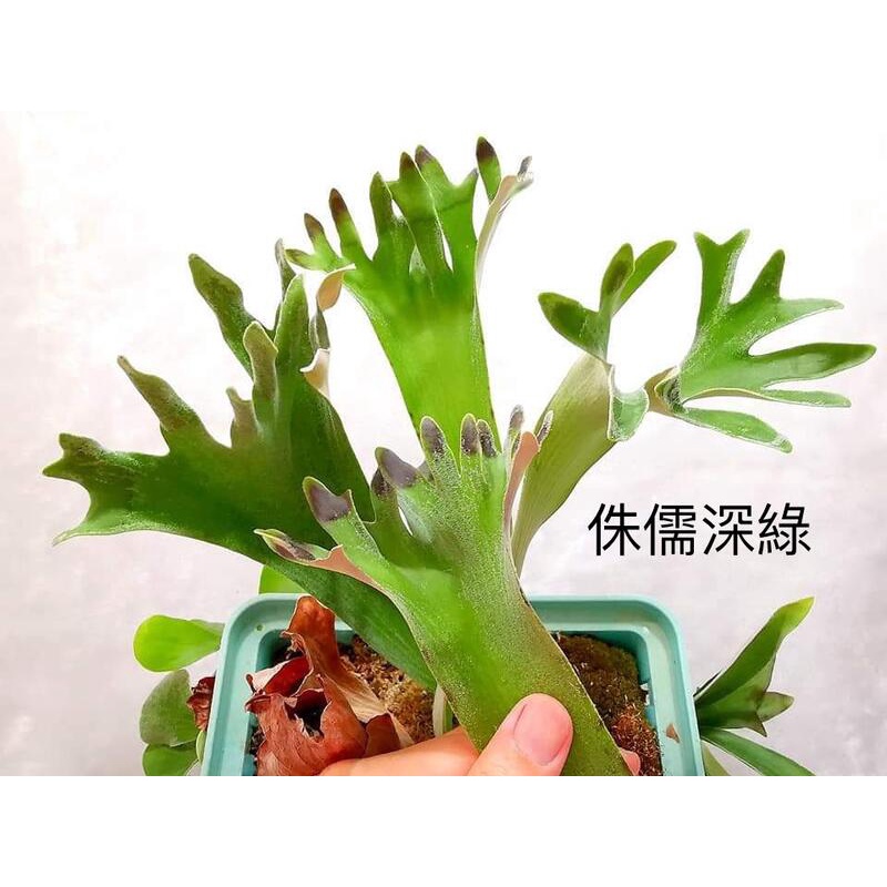 &lt;美心花園&gt;鹿角蕨 侏儒深綠鹿角蕨 Platycerium Hillii Dwarf  2吋盆