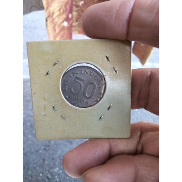 1971年印尼50盾硬幣舊硬幣硬幣收藏錢幣收藏舊物收藏