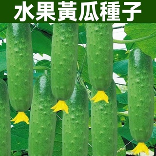 水果黃瓜種子 高產水果黃瓜種子 壓趴架四季盆栽黃瓜種子 春秋季可播種 大棚陽臺蔬菜籽 蔬菜種子
