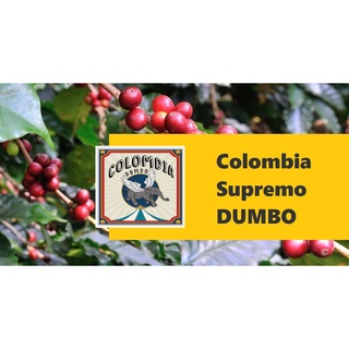 生豆︱哥倫比亞 小飛象 咖啡生豆 COFFEE BEAN︱Click Buy 可立買
