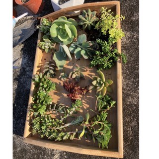 夕夕賞肉 🌵組合🌵💖新手包 ❤️多肉便當盒