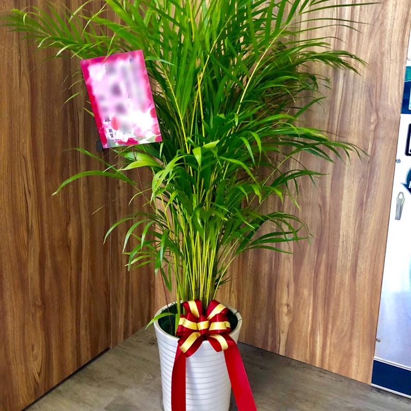 樹林種花園 現貨 黃椰子 開幕榮升榮任喬遷送禮盆栽盆景室內觀葉植物 台北產地出貨 蝦皮購物