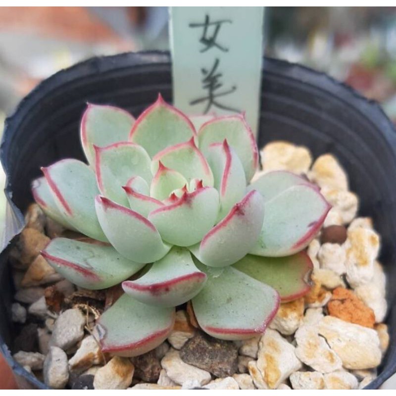 多肉植物 女美月 植於2寸盆 蝦皮購物