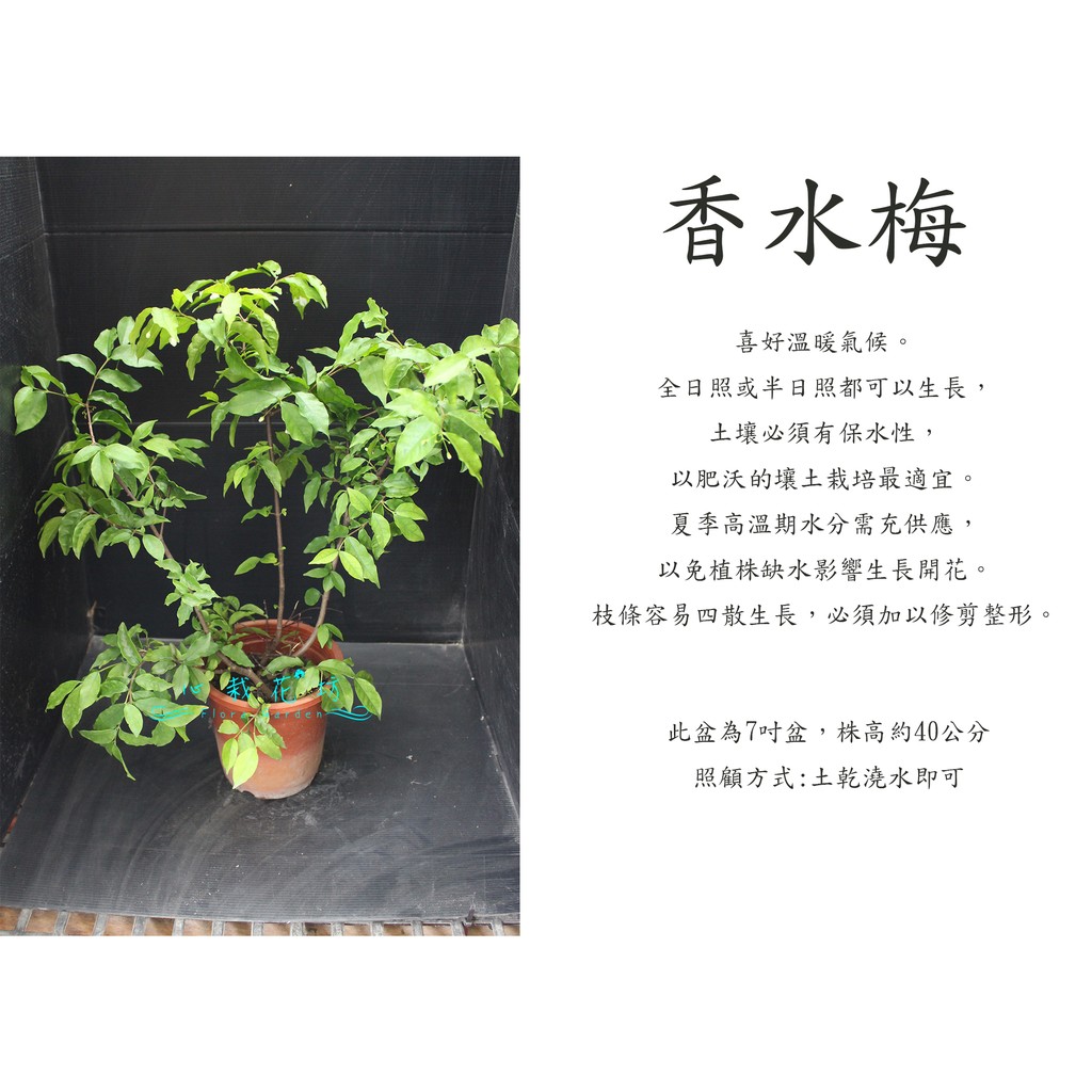 心栽花坊 香水梅 水梅花 水茉莉 7吋盆 觀花植物 綠籬植物 綠化植物 售價0特價150 蝦皮購物