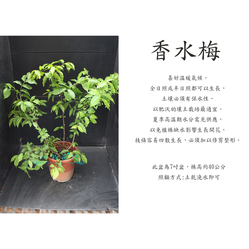 心栽花坊-香水梅/水梅花/水茉莉/7吋盆/觀花植物/綠籬植物/綠化植物/售價200特價150