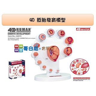 哥白尼的實驗室/生物/4D胚胎發育模型/受精卵 嬰兒/正版Fame Master/科學玩具