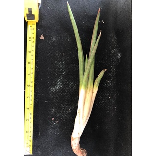 虎尾蘭koko苗售圖三側芽 蝦皮購物