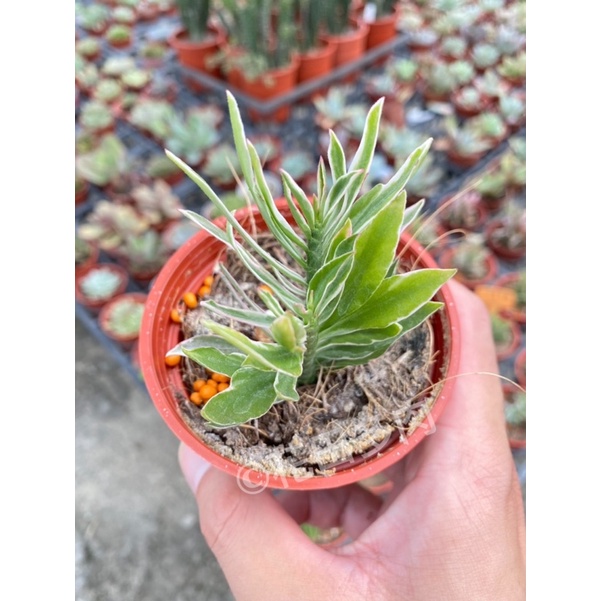 多肉植物青龍 Ptt Dcard討論與高評價網拍商品 21年10月 飛比價格